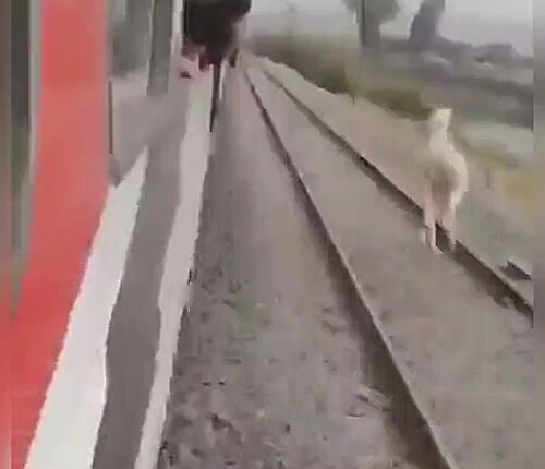 Лошадь пробежалась между двумя поездами, но осталась невредима