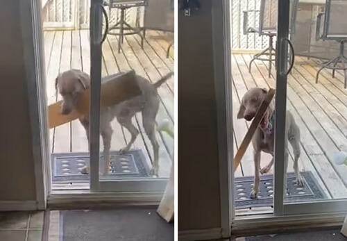 Пёс сумел протащить длинную доску в узкий дверной проём