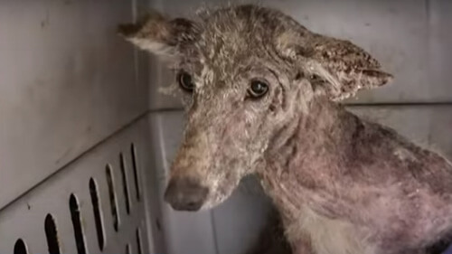 Добрячка спасла от холода и голода животное, которое теперь никто не может идентифицировать