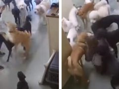 Разволновавшиеся собаки повалили дрессировщицу на пол