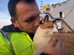 Моряки приняли в свою команду бездомного котёнка, родившегося на корабле