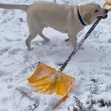 Пёс берёт в зубы лопату, чтобы помочь хозяевам с чисткой снега