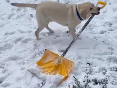 Пёс берёт в зубы лопату, чтобы помочь хозяевам с чисткой снега