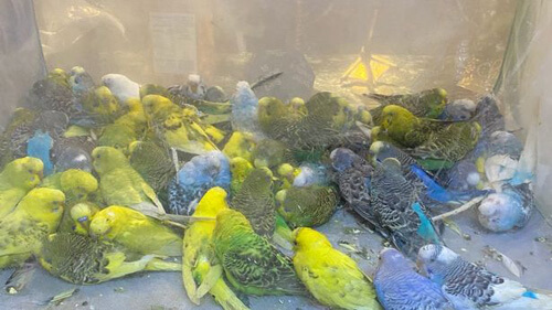 Приют для животных завалили сотнями измученных попугайчиков