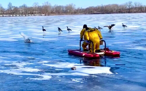 Пожарные спасли лебедя, примёрзшего ко льду