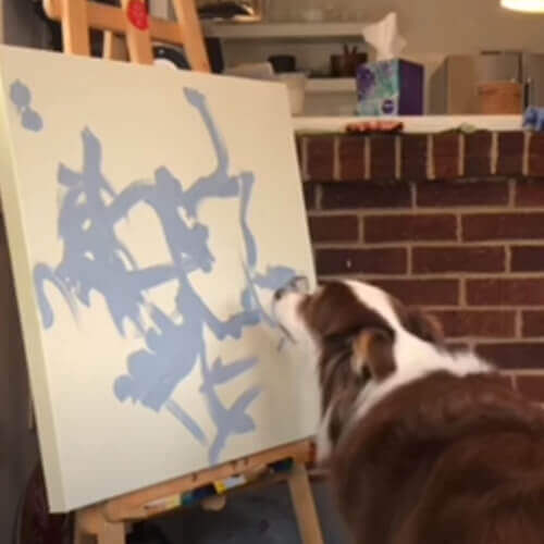 Хозяйка продаёт картины, нарисованные талантливой собакой