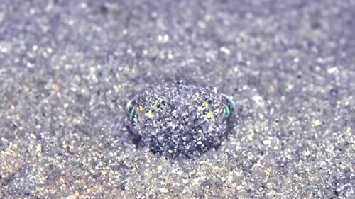 Крошечный кальмар спрятался от дайвера, зарывшись в песок