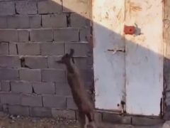 Коза показала свои способности к скалолазанию и взобралась на стену