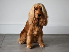 Собака с роскошным мехом на голове выглядит так, как будто носит парик