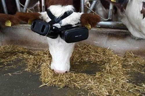 Чтобы получить от коров больше молока, фермер одевает на них очки виртуальной реальности