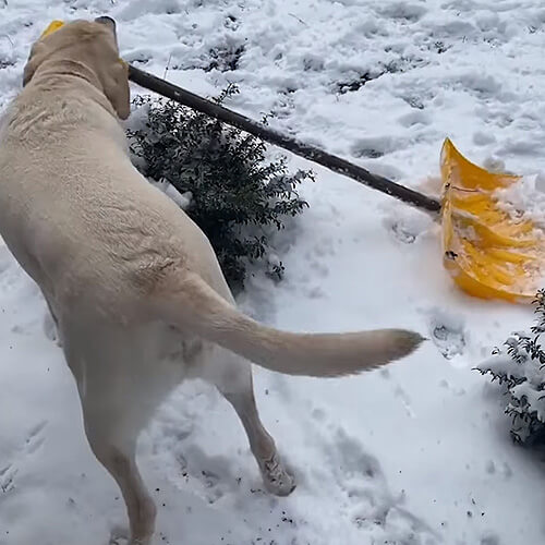 Пёс берёт в зубы лопату, чтобы помочь хозяевам с чисткой снега
