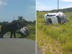 Разъярённый слон перевернул машину вместе с четырьмя пассажирами, включая детей