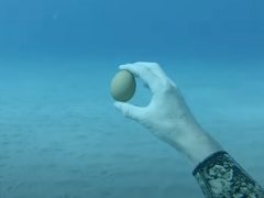 Дайвер выяснил, что будет, если разбить яйцо под водой