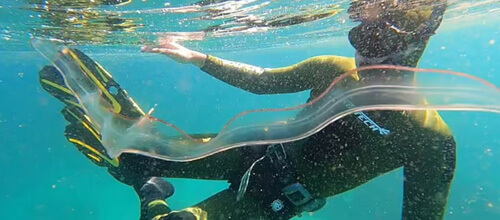 Погрузившись под воду, женщина познакомилась со странным прозрачным существом