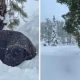 Пёс, сбежавший от хозяев во время пожара, в итоге был спасён из глубокого снега