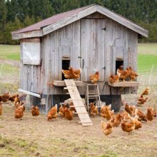 Вернувшись домой, женщина обнаружила в саду курятник с курами, которых завёл её бойфренд