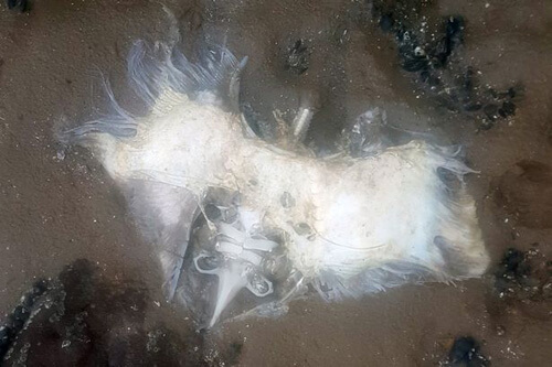Во время прогулки собака нашла труп «инопланетянина», но это оказались останки ската