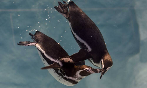 Однополой паре пингвинов разрешили стать приёмными родителями