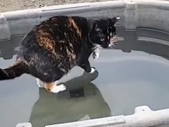 Зрителей удивил видеоролик с «божественной» кошкой, ходящей по воде