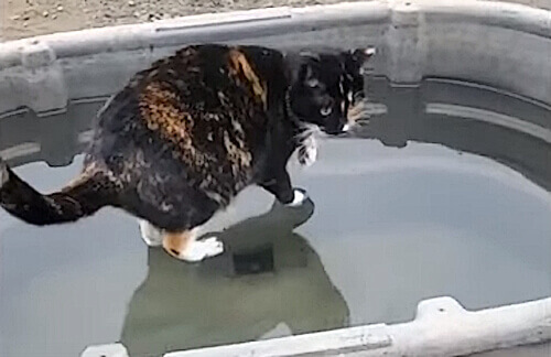 Зрителей удивил видеоролик с «божественной» кошкой, ходящей по воде