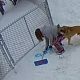 Игривый пёс так обрадовался снегу, что повалил хозяйку на землю