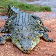 Заснувших рыбаков разбудил агрессивный крокодил