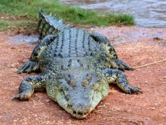 Заснувших рыбаков разбудил агрессивный крокодил