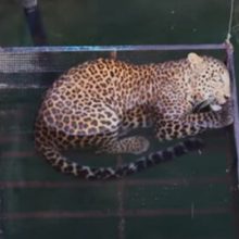 С помощью клетки-ловушки леопарда вытащили из колодца