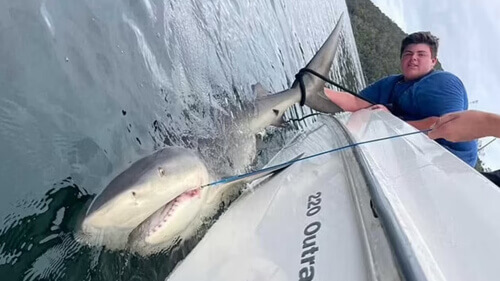Подросток с трудом вытащил из воды крупную акулу
