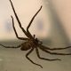 Ядовитый паук-охотник совершил долгое путешествие из Китая в Англию