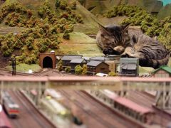 Бездомные кошки спасли от разорения ресторан с миниатюрными железными дорогами