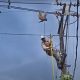 Ленивца, расположившегося на отдых на электропроводах, сняли рабочие