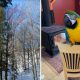Сотрудники энергетической компании спасли попугая с дерева