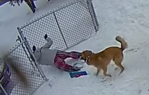 Игривый пёс так обрадовался снегу, что повалил хозяйку на землю