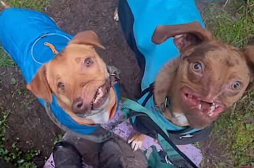 Несмотря на дефекты внешности, два пса получили шанс на счастливую жизнь и стали лучшими друзьями