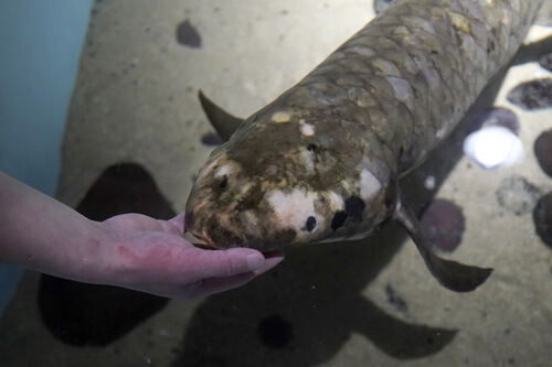 Рыба-долгожительница, живущая в аквариуме, считается самой старой в мире