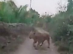 Люди, ехавшие на скутере, испугались, повстречавшись с львицей
