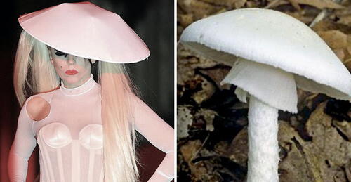 Шутница сравнила эксцентричные наряды знаменитой певицы с грибами