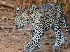 Мать палкой отбилась от леопарда, напавшего на её дочку