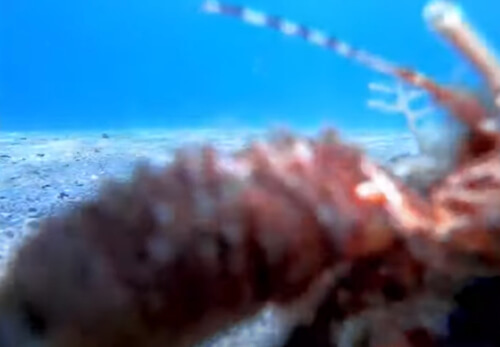 Краба заинтересовала видеокамера, установленная на дне океана