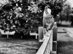 Фотограф снимает «монорельсовых кошек», потешаясь над их забавной логикой