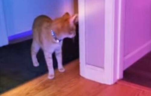 Кот отчаянно пытался достать из-под двери игрушку, хотя ему всего лишь надо было зайти за угол