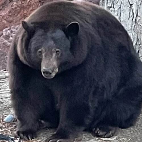 Крупный медведь успел повредить множество домов и причинить большой ущерб