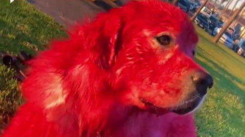 Хозяйка объяснила, почему покрасила своего пса в красный цвет