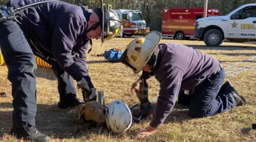 Пожарные вытащили собаку, провалившуюся в яму