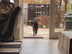 Собака, бегающая за игрушкой, не знает, когда нужно начинать тормозить