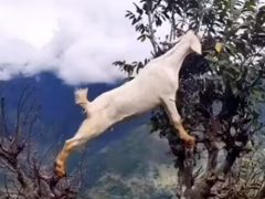 Чтобы добраться до вкусных листьев, коза научилась лазать по деревьям