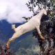 Чтобы добраться до вкусных листьев, коза научилась лазать по деревьям