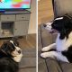 Чтобы хозяева не выключили мультики, собака присвоила пульт от телевизора