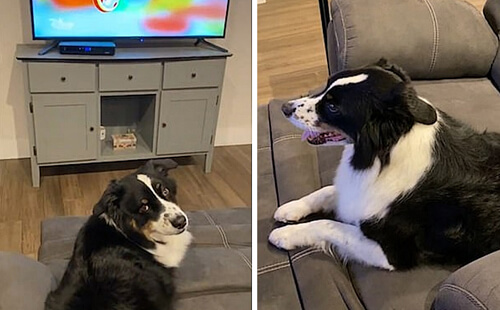 Чтобы хозяева не выключили мультики, собака присвоила пульт от телевизора
